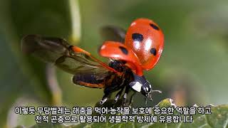 곤충탐구24무당벌레Coccinellidae [upl. by Mill6]