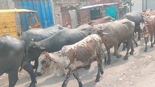 cows and buffaloes  videos cows buffalo [upl. by Petuu658]