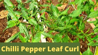 Aphids and whitefly infestation on chilli pepper plant [upl. by Teage565]