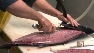 Loining an Albacore Tuna with Captain Miltmp4 [upl. by Nogam]