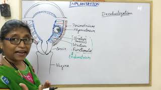 Decidualization amp Types of Decidua [upl. by Tadeo]