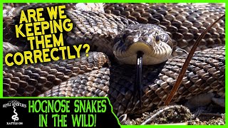 HOGNOSE SNAKES IN THE WILD Are we keeping them correctly [upl. by Oner]