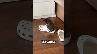 Perro hace Cama de un Croc [upl. by Sral]