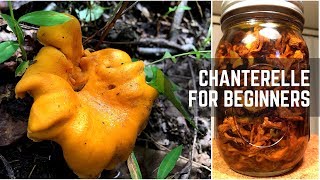 Chanterelles for Beginners amp Mushroom Confit 美味鸡油菌四种 [upl. by Haron602]