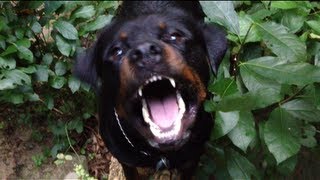 The Rottweiler Movie Trailer [upl. by Jandy]