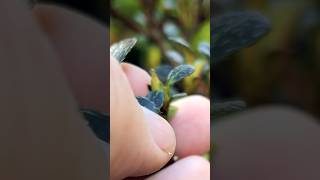 Satsuki Azalea Bonsai Flower Buds [upl. by Efram]