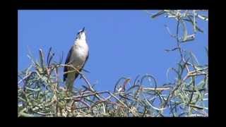 Northern Mockingbird Singing [upl. by Sela]