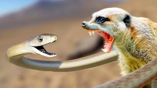 Black Mamba vs mongoose Fight to the death [upl. by Lerual]