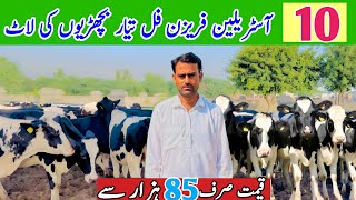 Hf Heifers For sale in Punjab Sargodha  Australian Friesian Heifers  Pk Janwar Mandi [upl. by Neerbas]