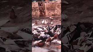 Khurej ka Dana delhipigeon kabutarlover kabutarbazi delhipigeon shorts short shortvideo [upl. by Leake]