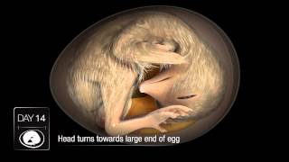 Chicken Embryo Development [upl. by Morrill394]