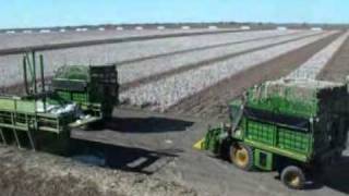 Cotton Picking  Mungindi NSW Australia  April 2010 [upl. by Hajidahk]