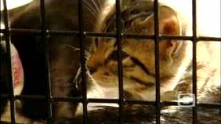 Kittens Tortured Killed [upl. by Gweneth]