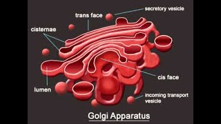 Golgi Apparatus Animation  golgi apparatus structure and function golgi apparatus class 9 and 11 [upl. by Lokcin]