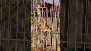 Canary bird singing and chirping foryou fyp canary kenari canario shorts youtubeshorts viral [upl. by Ettelorahc271]