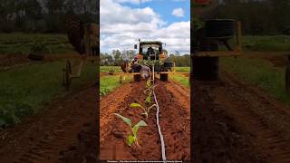 केले के पौधे लगाने की नई मशीन 😯 banana plantation [upl. by Augustus865]