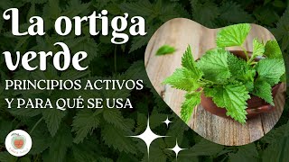 Propiedades y Beneficios de la ORTIGA VERDE [upl. by Luaped124]