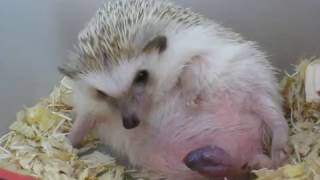 Hedgehog giving birth 刺猬 生產 生仔 [upl. by Adnalor]