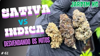 CANNABIS SATIVA vs INDICA  Desvendando os mitos [upl. by Lash]