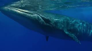 Marvelous views of whales [upl. by Ardnassak]