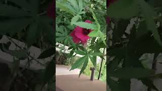 Rosella plant  pulicha keerai ☘️🍀🍀 shorts yt [upl. by Anaitsirc]