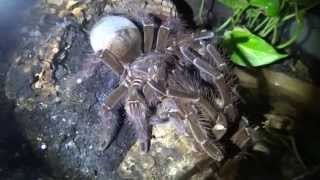 Theraphosa blondi Verpaarung mating  Tanz der Titanen [upl. by Ratna297]