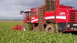 Grimme Rexor 620 in der Zuckerrüben Rodung 2014 [upl. by Azaria]