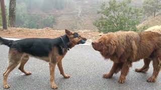 Rottweiller vs German shepherd 😱😱 rott gsd [upl. by Reinert]