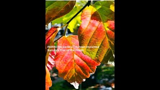 PARROTIA persica  Persian Ironwood Barneys Tree of the Month [upl. by Eetse]