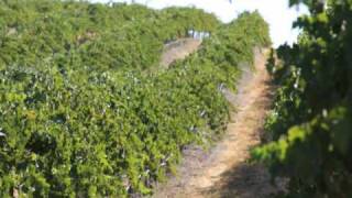 California Vineyard For Sale  Wine Real Estate  VineSmart [upl. by Ytteb36]