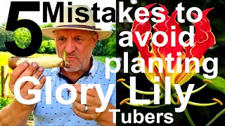 5 Five Mistakes to Avoid When Potting On Exotic Tropical Glory Lily Gloriosa superba Tubers Bulbs [upl. by Powder526]