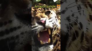 Reality of Amazon animals 🐯🦖 amazon rainforest [upl. by Leverett]