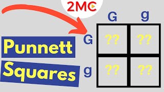 Punnett Square Basics  Mendelian Genetic Crosses [upl. by Eninej]