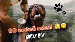 මම නාන්නයි යන්නේ 🫣🙃  Rocky Boy 🐾 [upl. by Arlo]