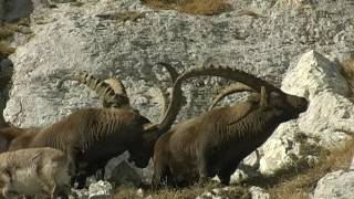 ALPSKI KOZOROG Capra ibex december Triglavski narodni park [upl. by Brittan290]