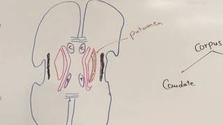 Basal nuclei Neuroanatomy 23 [upl. by Martelli]