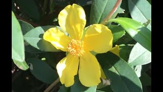 Griffith Spring Fest Costas Tips  Ground Covers and Climbers [upl. by Walburga]