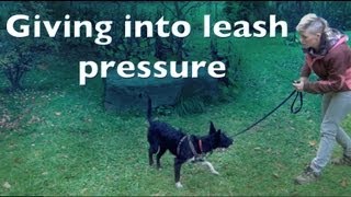 Giving into leash pressure for shy reactive dogs [upl. by Elleraj786]