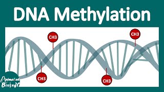 DNA methylation  What is DNA methylation and why is it important [upl. by Brosy541]