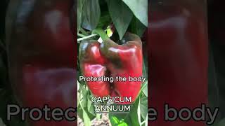 CAPSICUM ANNUUM AKA PEPPER [upl. by Eedyaj]