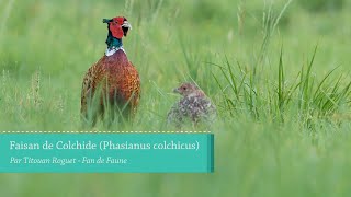 Faisan de Colchide Phasianus colchicus  Common Pheasant [upl. by Narcho]