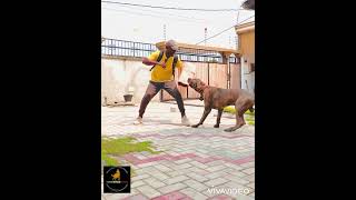 Entraînement au mordant by Cyno World Congo [upl. by Stets]