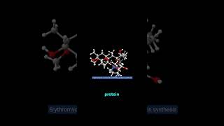 Erythromycin The First Macrolide That Changed Everything [upl. by Yelkreb]