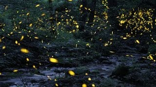 Tennessee fireflies A summertime light show [upl. by Ranite]