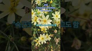 문빔 숙근코스모스 솔잎금계국 Coreopsis verticillata Moonbeam shorts [upl. by Katya19]