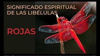 Libélulas rojas Significado espiritual Una libélula roja me visita [upl. by Etnasa907]