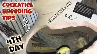 4th Day  Cockatiel breeding tips  Mere Cockatiel bird breeding progress [upl. by Faus]