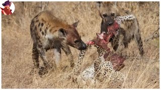 Momentos Emocionantes En Los Que Las Hienas Y Otros Animales Roban La Comida A Sus Enemigos [upl. by Ydnerb]