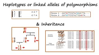 Haplotypes or alleles of linked polymorphisms amp Inheritance Tutorial [upl. by Nohsyar706]