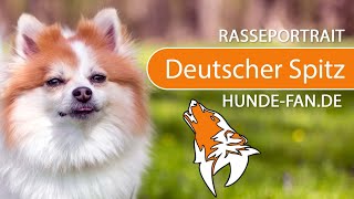 ► Deutscher Spitz 2019 Rasse Aussehen amp Charakter [upl. by Ennayelhsa836]